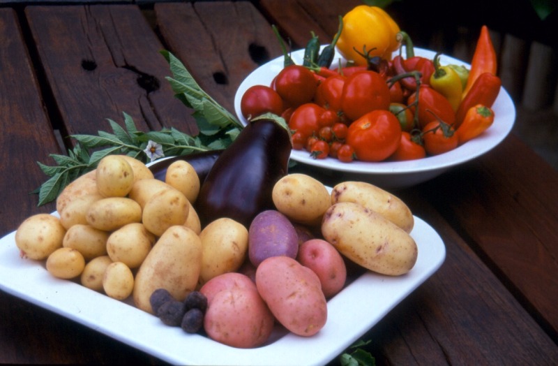 Homegrown Summer Vegetables In White Bowls On Wooden Table